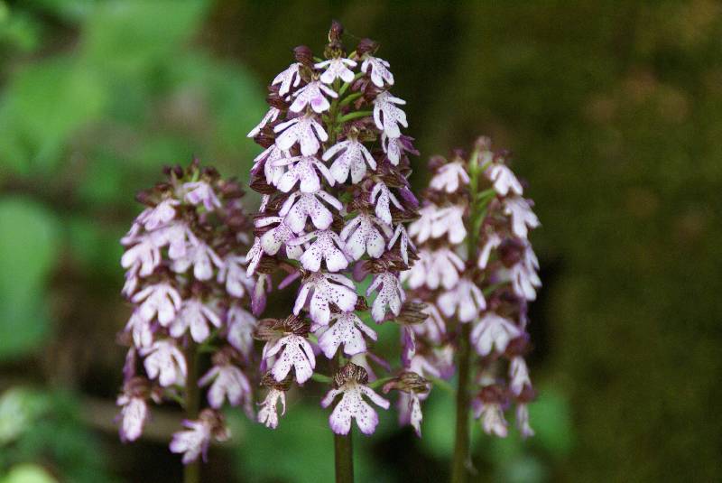 Unser Orchideenpark Bild Nr.090